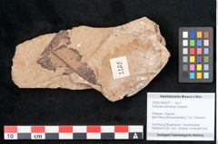 Foto (Objekt + Etikett) von Araucaria sternbergii Goeppert (NHMW-GEO-2024-0188-8277)